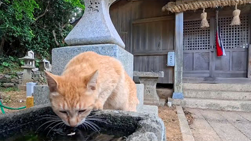 手水を飲む猫