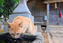 手水を飲む猫