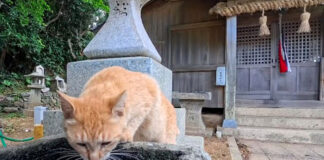 手水を飲む猫