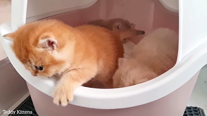 トイレにチャレンジする子猫達