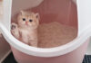 トイレにチャレンジする子猫