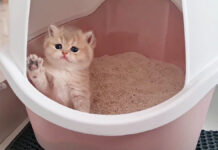 トイレにチャレンジする子猫