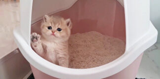 トイレにチャレンジする子猫