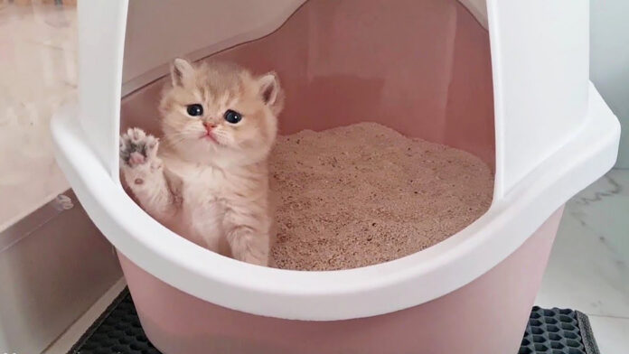 toilet_neko_title トイレにチャレンジする子猫