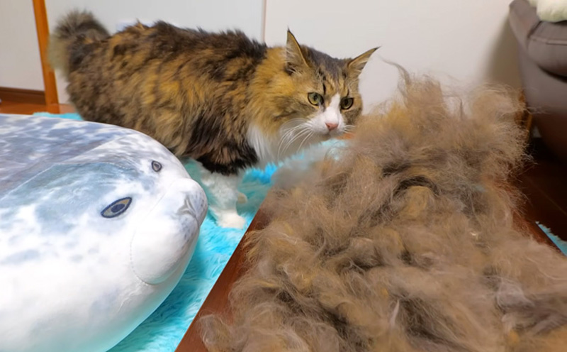 大量の冬毛と猫