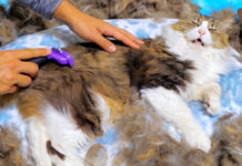 大量の冬毛を排出する猫