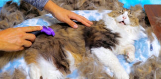 大量の冬毛を排出する猫