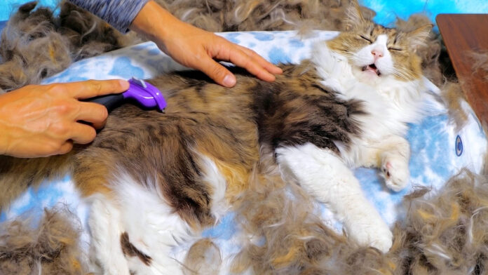 大量の冬毛を排出する猫