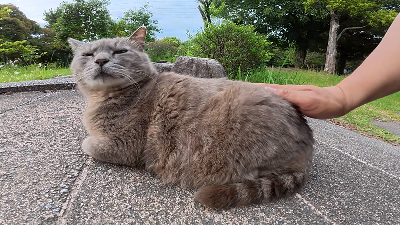 モフモフされる猫
