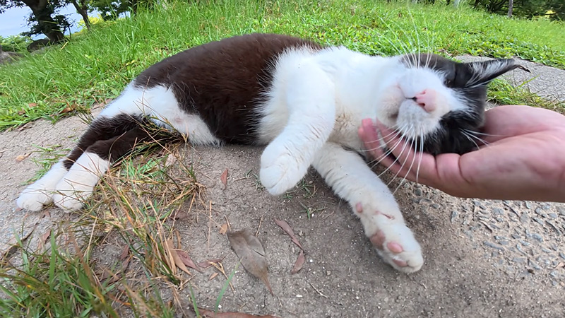 モフモフされる猫