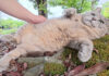 モフモフを堪能する猫