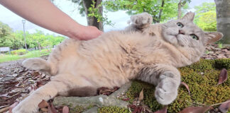 モフモフを堪能する猫