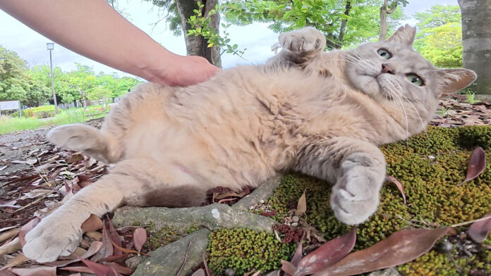 モフモフを堪能する猫