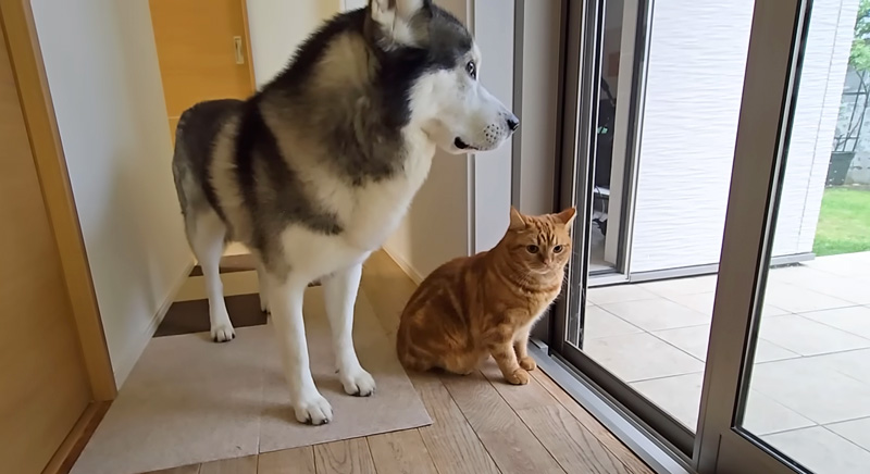 雨が気になる猫と犬