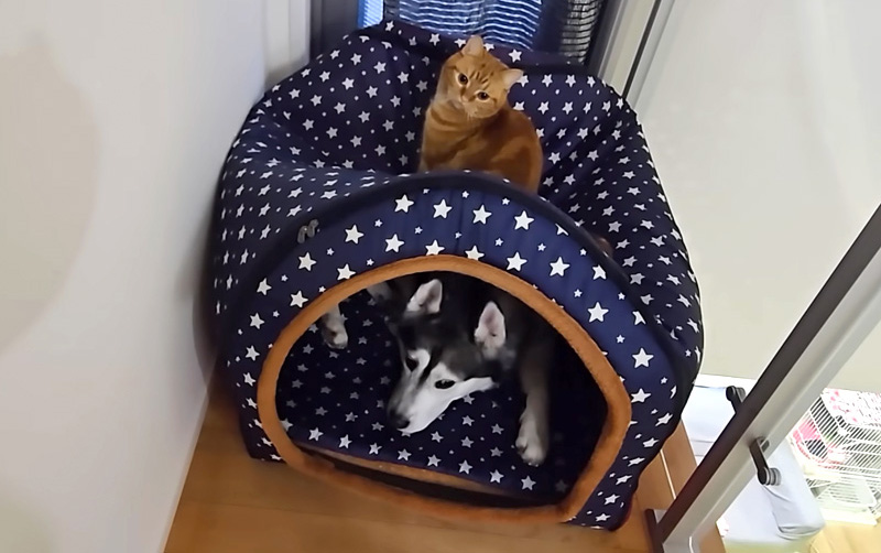 避難する猫と犬