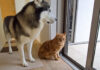 外を眺めていたら突然雷が落ちて犬と猫がパニックに! 激しい雨と雷にドキドキが止まらない! 雨が気になる猫と犬