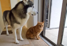 雨が気になる猫と犬