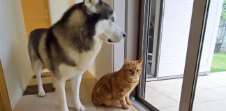 雨が気になる猫と犬