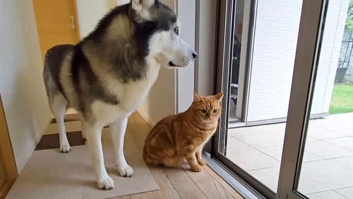 totsuzenkaminari_neko_title 雨が気になる猫と犬