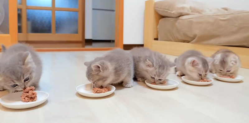 ご飯を食べる子猫達
