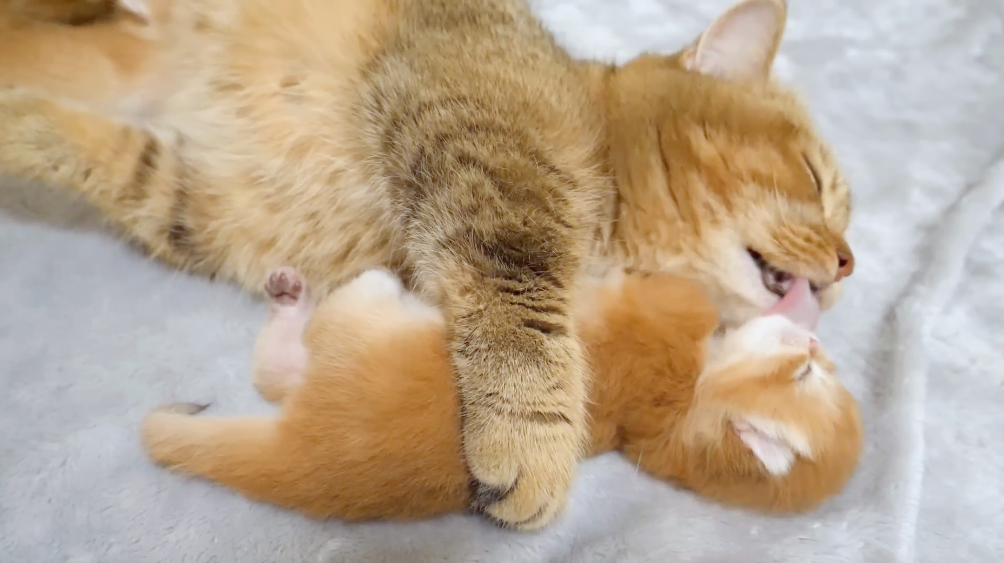 子猫を毛づくろいする母猫