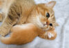 子猫を枕にしちゃった母猫