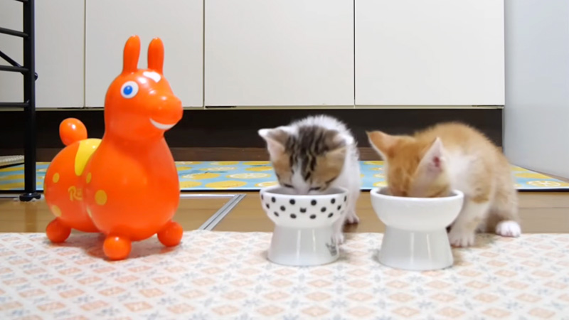 ご飯を食べる子猫達