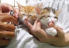 子猫の爪をこっそり切ってみる作戦を実行! 指チュパ中だった子猫達の反応が可愛かった♡ 指チュパ中に爪を切られる子猫達