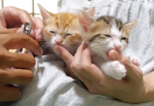子猫の爪をこっそり切ってみる作戦を実行! 指チュパ中だった子猫達の反応が可愛かった♡ 指チュパ中に爪を切られる子猫達