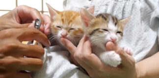 指チュパ中に爪を切られる子猫達