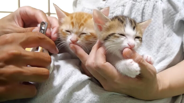 指チュパ中に爪を切られる子猫達