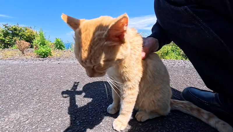 ナデナデを堪能する猫