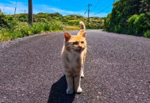 絶景の展望所でひとりぼっちで暮らす猫