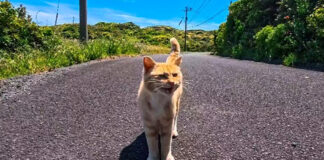 絶景の展望所でひとりぼっちで暮らす猫