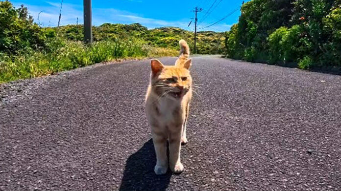 絶景の展望所でひとりぼっちで暮らす猫