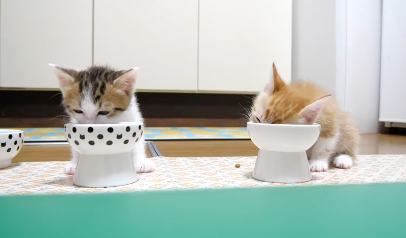 夢中でご飯を食べる子猫達
