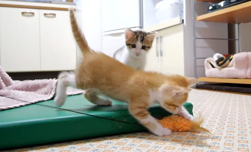 夢中でオモチャで遊ぶ子猫達