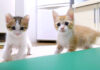 元気いっぱいの子猫達