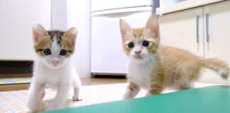 元気いっぱいの子猫達