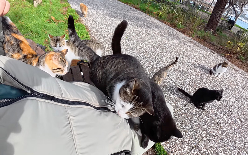 膝に乗ってきた猫