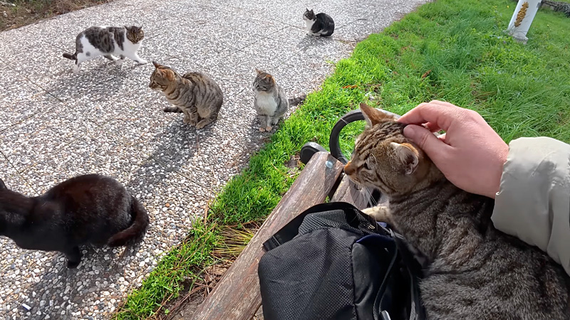 たくさん集まってきた猫達