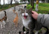 ベンチに座ると続々と集まってきた猫達