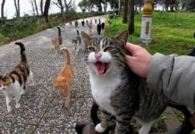 ベンチに座ると続々と集まってきた猫達