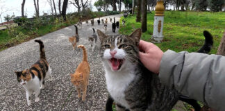 ベンチに座ると続々と集まってきた猫達