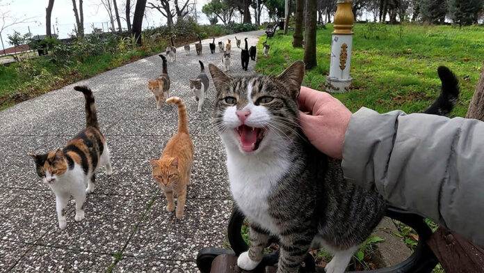 ベンチに座ると続々と集まってきた猫達