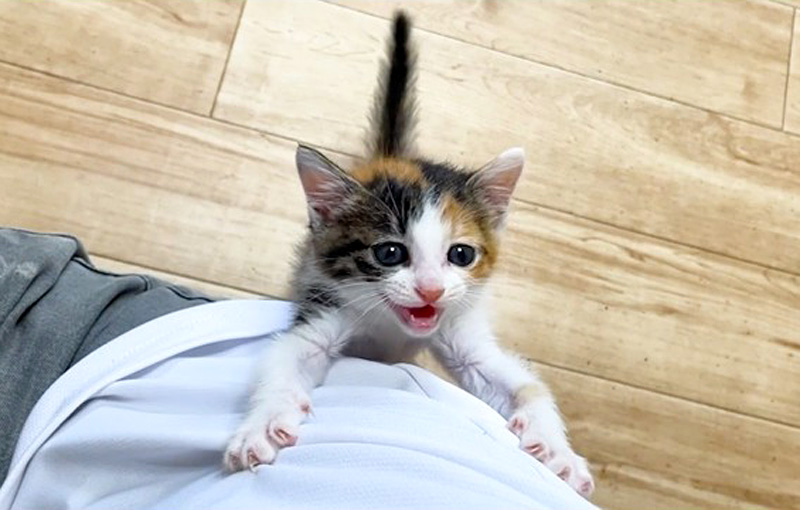 登ってくる子猫