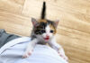 登ってくる子猫