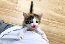 登ってくる子猫