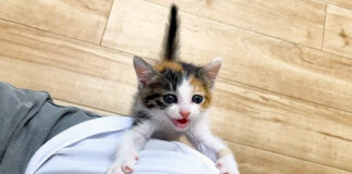 登ってくる子猫