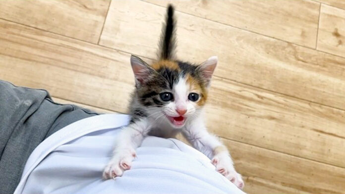 zuttooikake_neko_title 登ってくる子猫